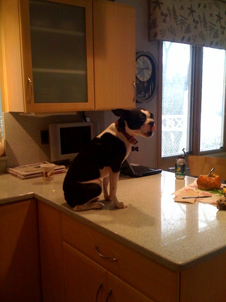 When she was a younger pup, Lucy would randomly jump onto counters on her own.